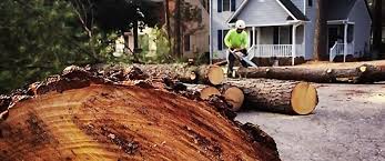 Best Lot and Land Clearing  in Audubon Park, NJ