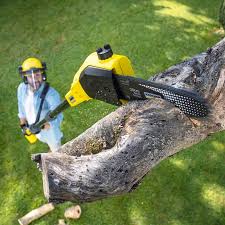 Best Palm Tree Trimming  in Audubon Park, NJ