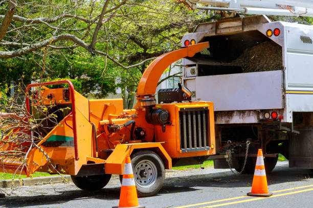 How Our Tree Care Process Works  in  Audubon Park, NJ