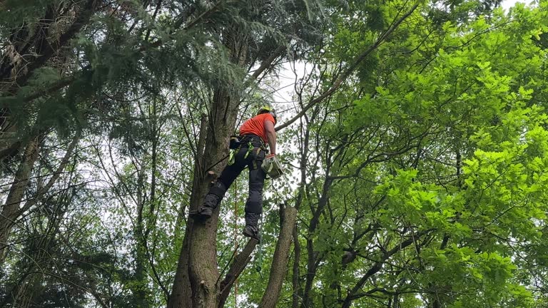 Best Commercial Tree Services  in Audubon Park, NJ