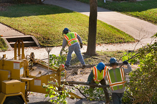 Best Utility Line Clearance  in Audubon Park, NJ