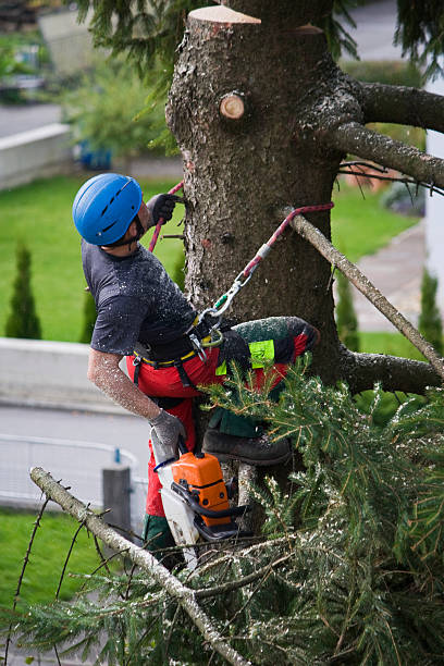 Best Root Management and Removal  in Audubon Park, NJ