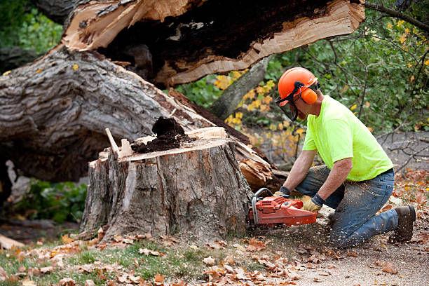 Best Tree and Shrub Care  in Audubon Park, NJ