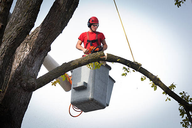 Best Tree Maintenance Programs  in Audubon Park, NJ